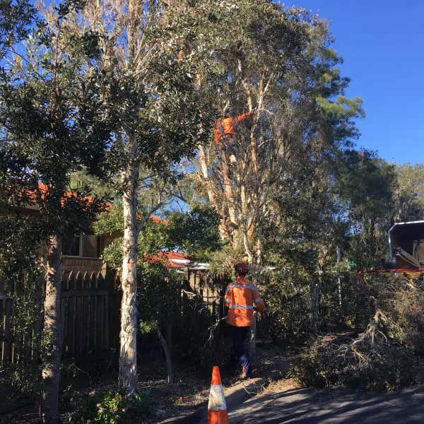 How To Straighten A Leaning Tree Treeman Melbourne