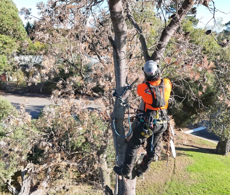 Navigate complex tree regulations and property development with Treeman Melbourne’s new Certificate 5 Qualified Reporting service. Get expert insights for informed decisions, from tree health assessments to detailed arboricultural impact studies.