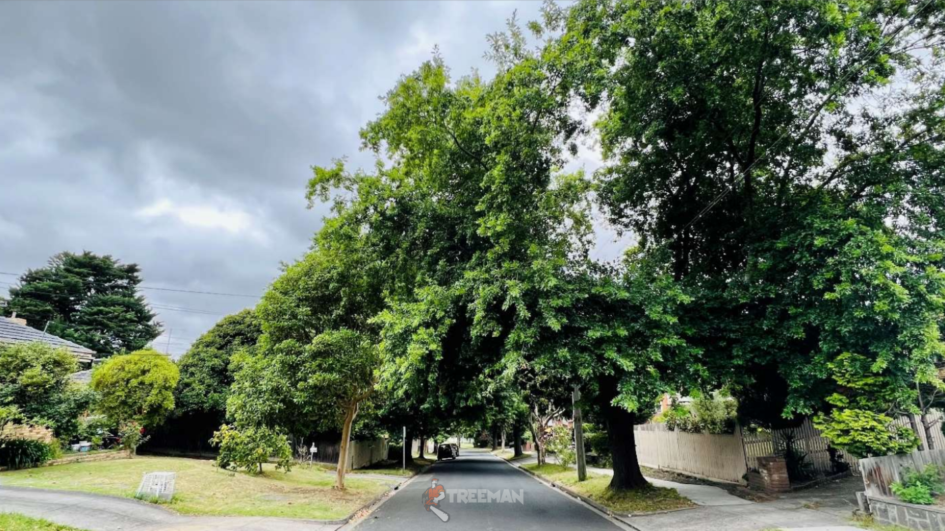 A vital new law protects established canopy trees in Victoria from September 2025. Understand how it impacts your property and why professional guidance is essential to ensure compliance and avoid penalties.