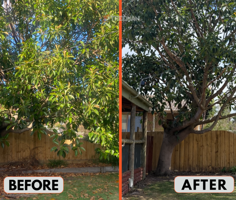 Discover why transitioning from summer to autumn is the ideal time for tree maintenance. Learn how pruning now prevents storm damage and prepares your garden for the coming leaf drop.