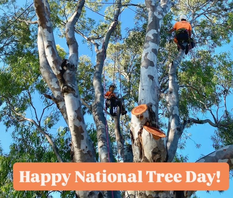 This National Tree Day, learn how professional arborists identify hidden tree hazards. Discover the five subtle signs of decay, disease, and structural weakness that could save your property and wallet.