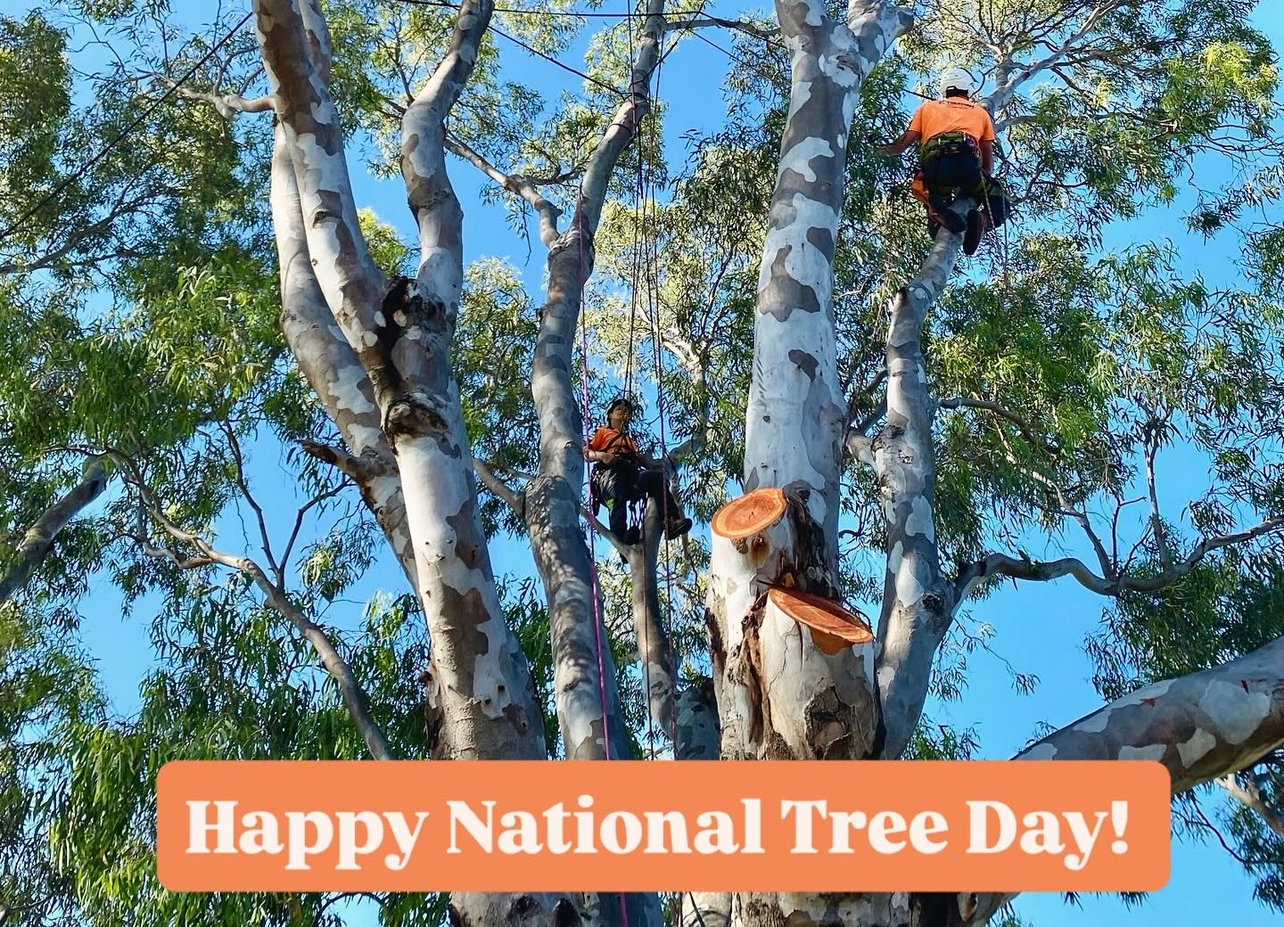 This National Tree Day, learn how professional arborists identify hidden tree hazards. Discover the five subtle signs of decay, disease, and structural weakness that could save your property and wallet.