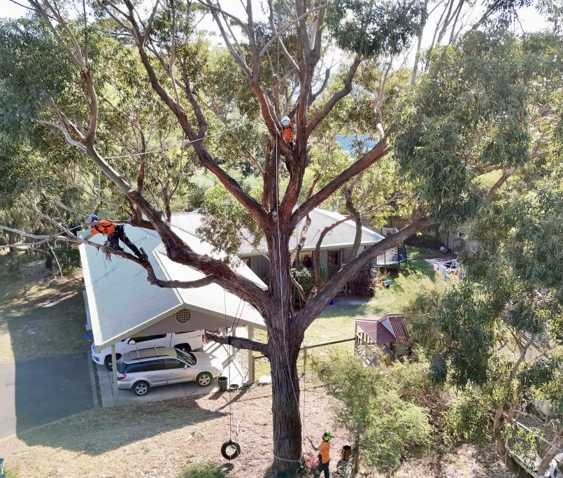 The difference between an arborist and a gardener explained