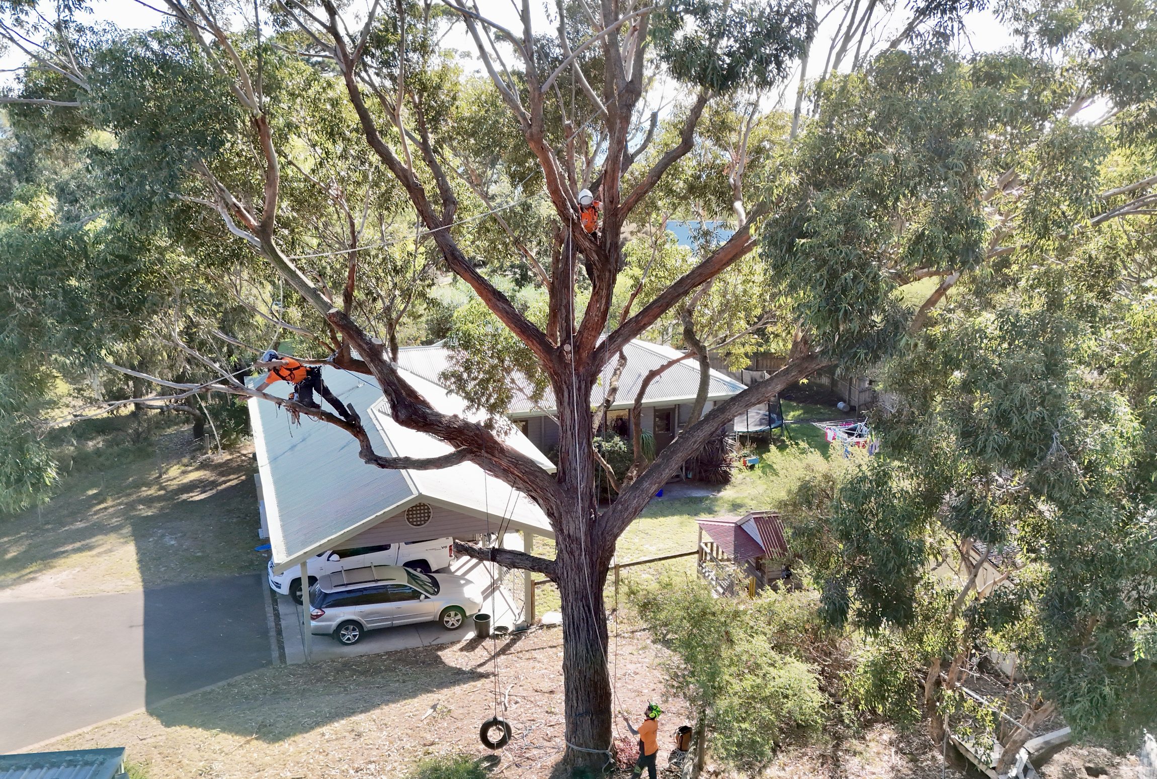 The difference between an arborist and a gardener explained