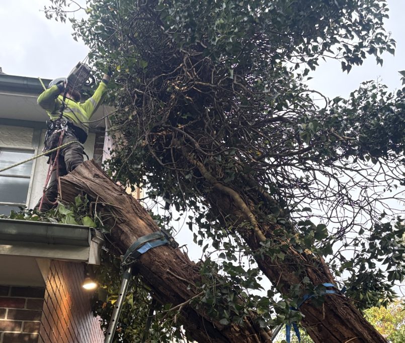 Melbourne storms can bring down branches with little warning. Learn four signs of a risky tree and how to protect your home before storm season arrives.