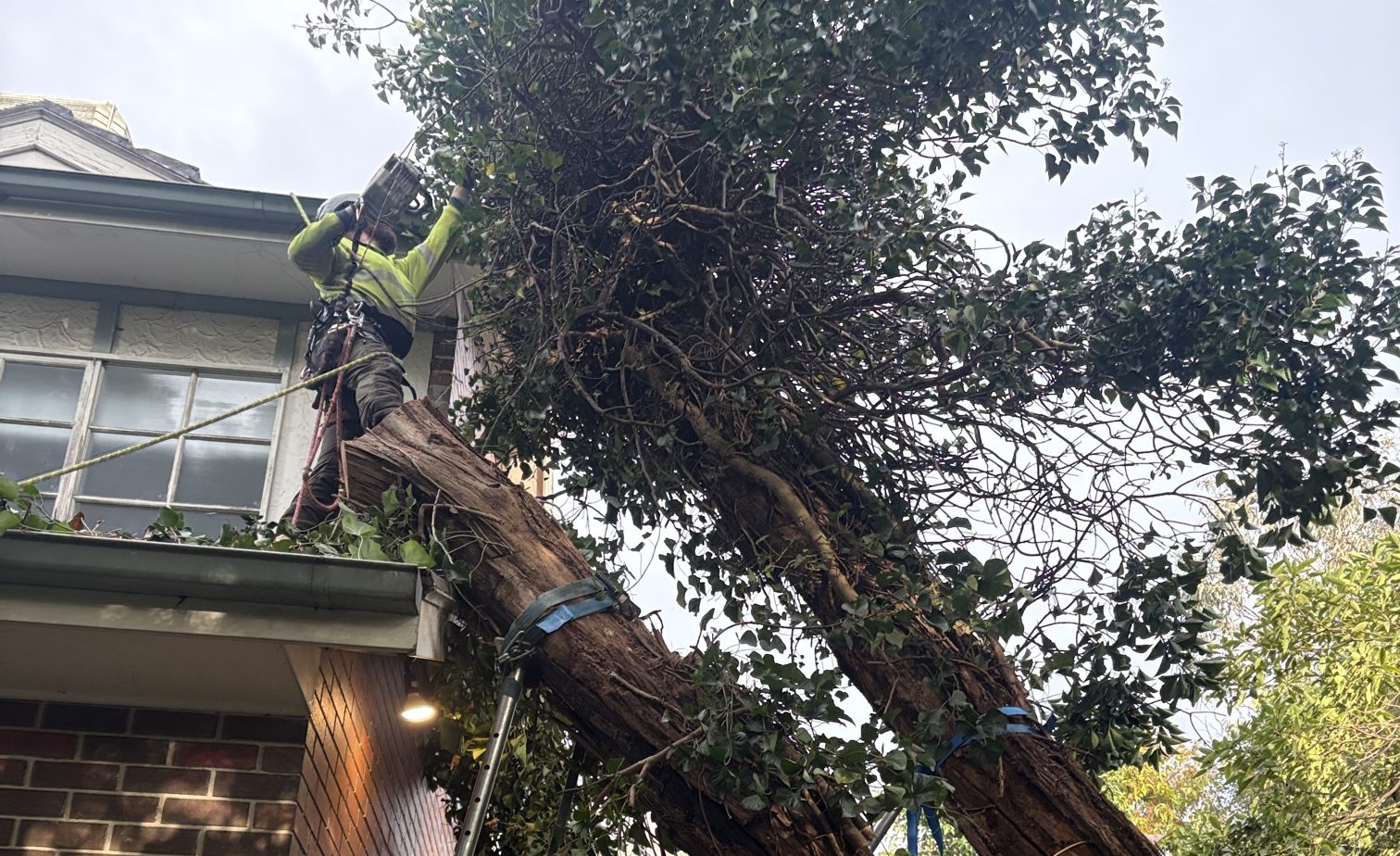 Melbourne storms can bring down branches with little warning. Learn four signs of a risky tree and how to protect your home before storm season arrives.